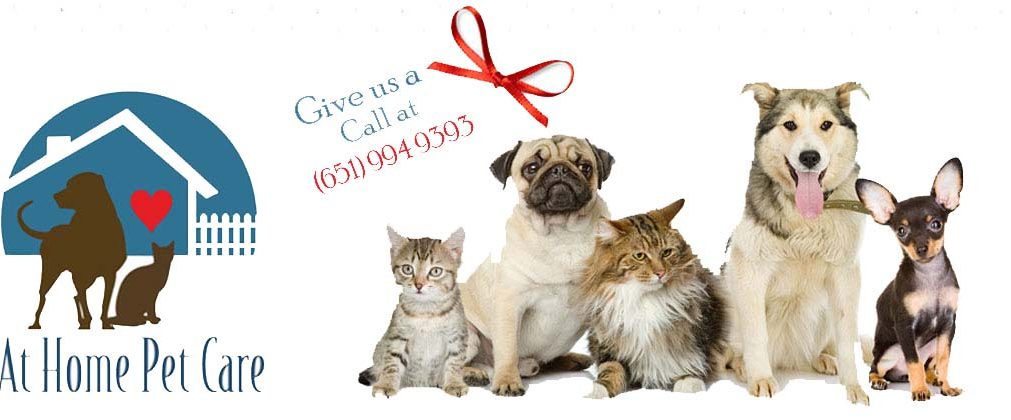 Pet Sitting At Home Pet Care The Best Place For Pets