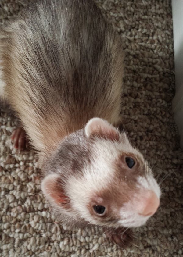 ferret