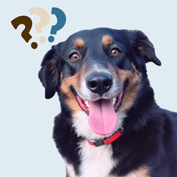 Tail-in-a-question-mark-These-answers-will-get-it-wagging-again Tail in a question mark? These answers will get it wagging again.<br />