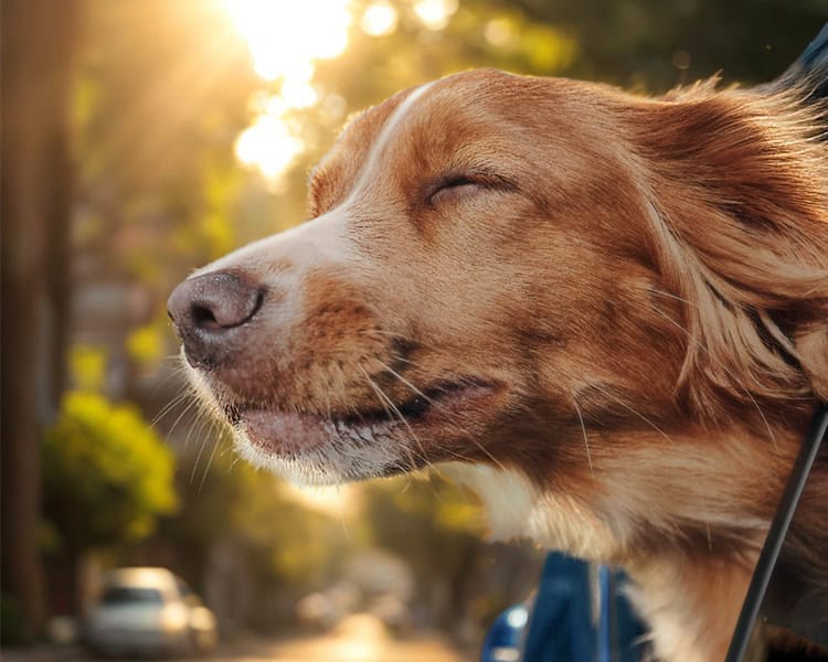 at-home-pet-care-30-minute-pet-taxi Background Doodles
