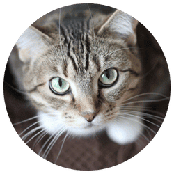 Ginny L., Woodbury, MN