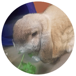 Krista T., Lakeville, MN