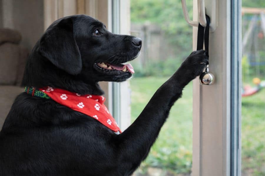 How Often Should a Dog Be Let Out During the Day