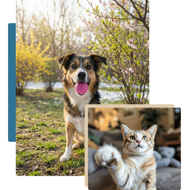 Spring Dog and Cat Home Page 