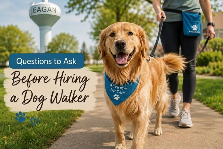 Questions to Ask Before Hiring a Dog Walker
